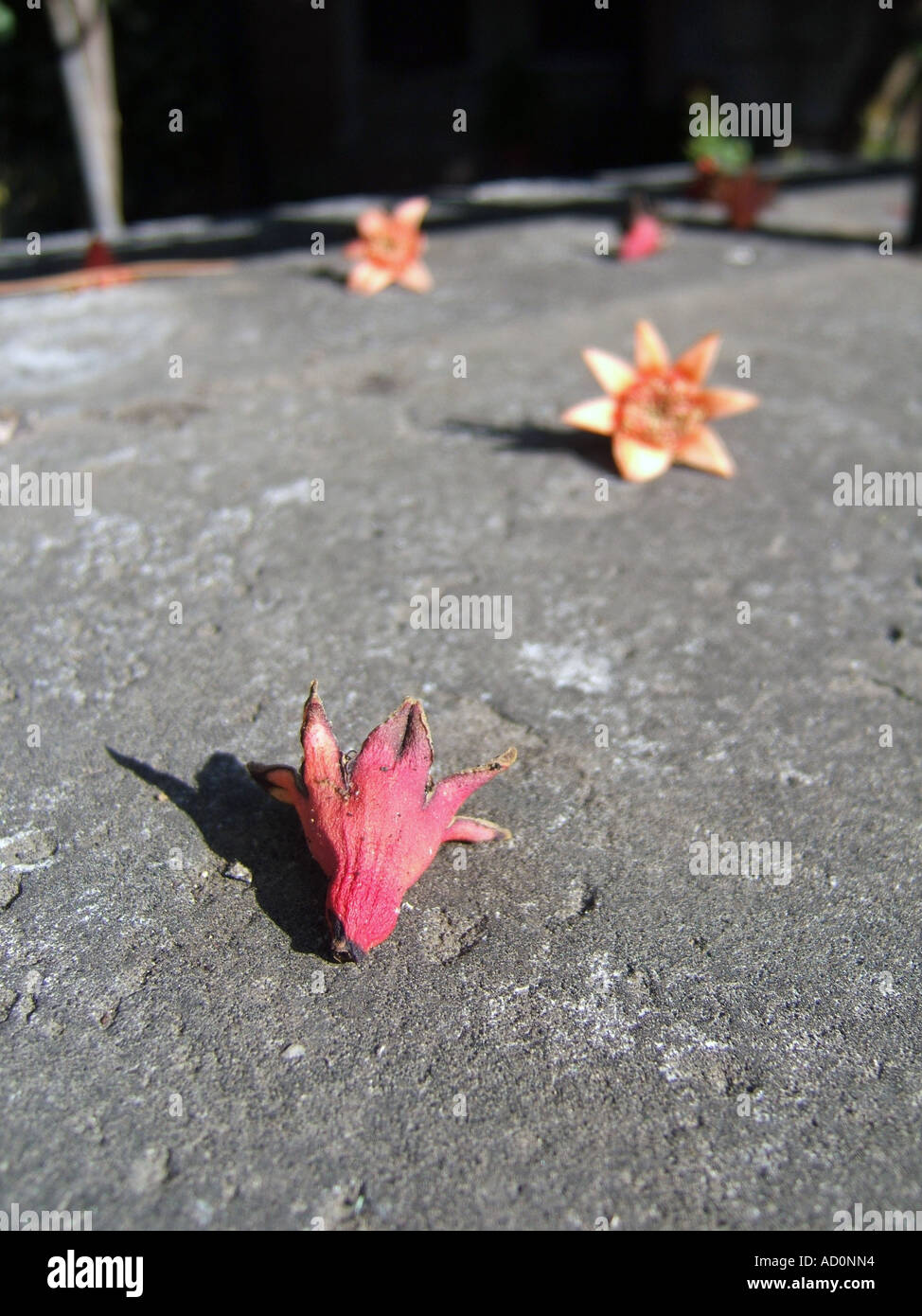 dry dead flowers on floor Stock Photo Alamy