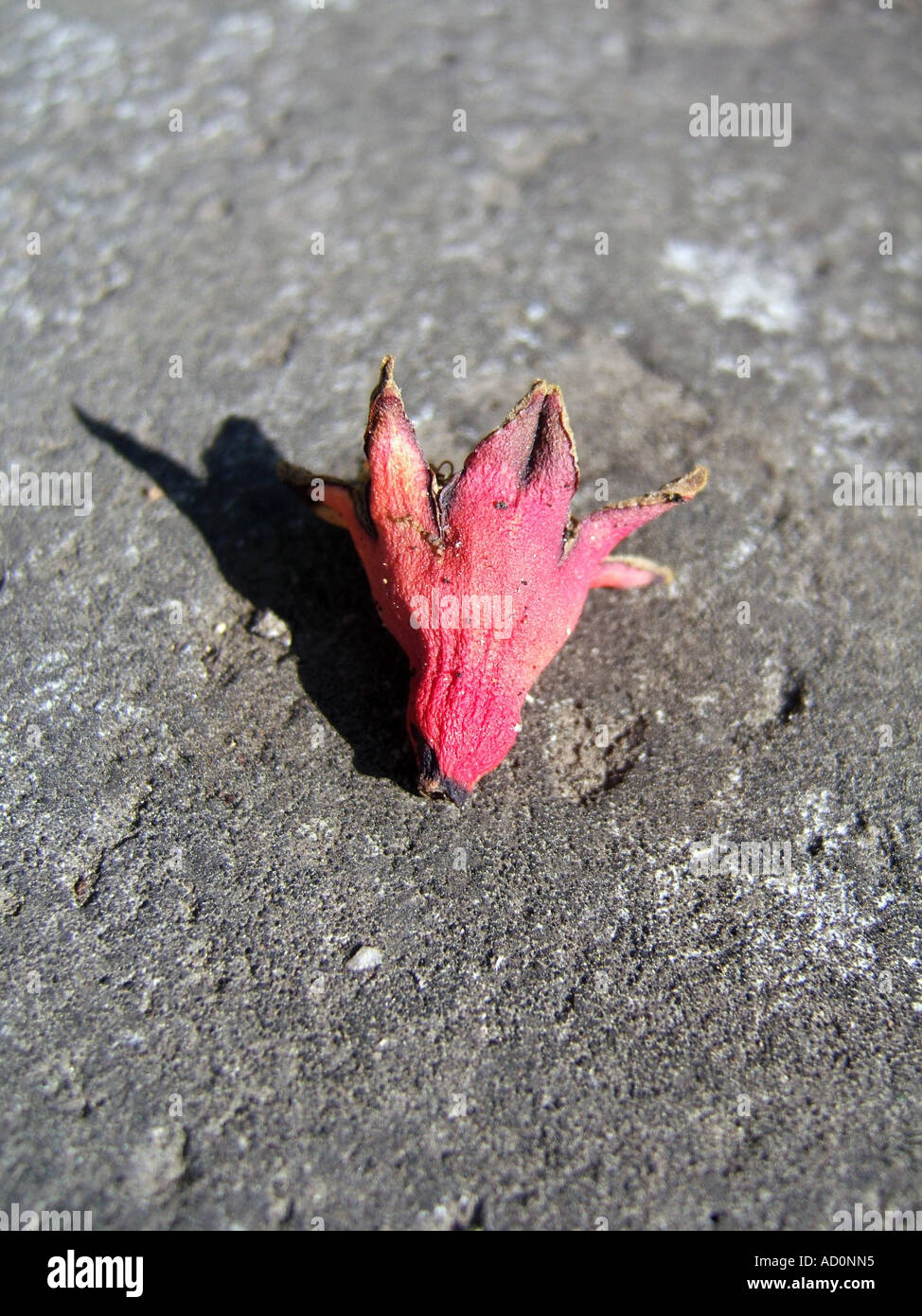 dry dead flowers on floor Stock Photo Alamy