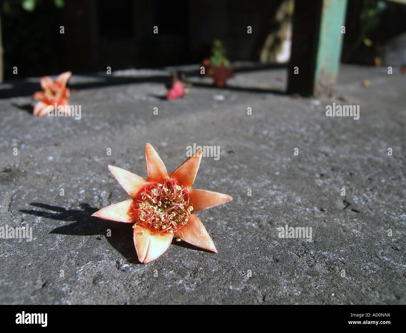 dry dead flowers on floor Stock Photo Alamy