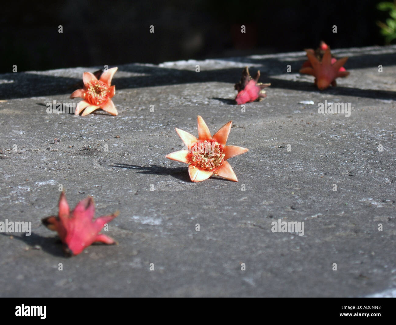 dry dead flowers on floor Stock Photo Alamy