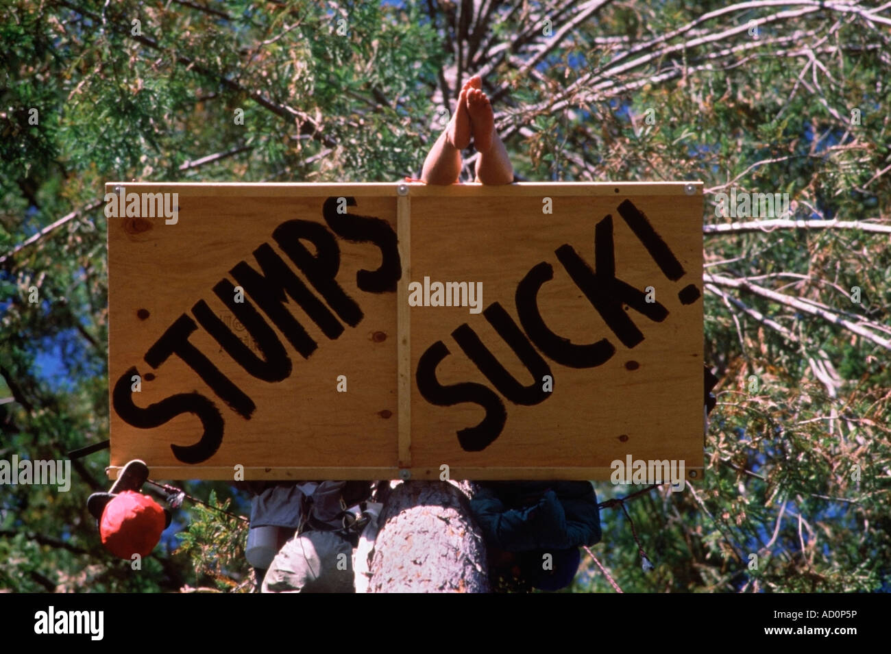 Stumps Suck anti-logging tree sit in a Northern California Forest.  Photo by Chuck Nacke Stock Photo