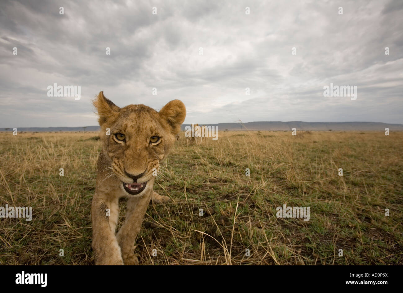 Africa Kenya Masai Mara Game Reserve Lion Cub Panthera leo stalking ...