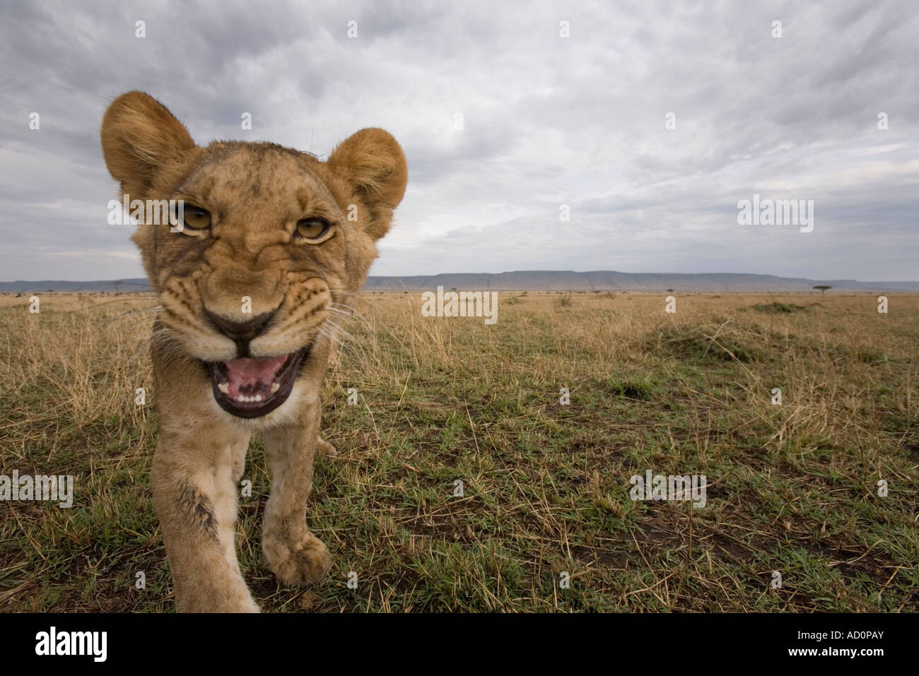 Africa Kenya Masai Mara Game Reserve Lion Cub Panthera leo snarling at ...