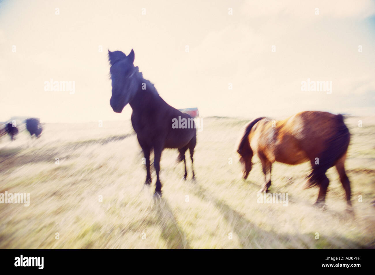 Horses in Iceland Stock Photo