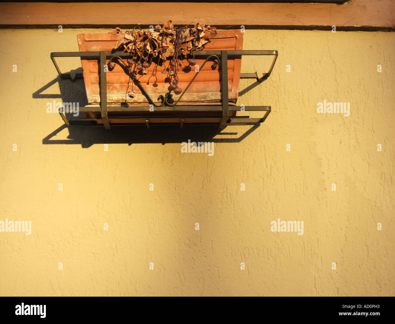 dead flowers in plant pot Stock Photo Alamy