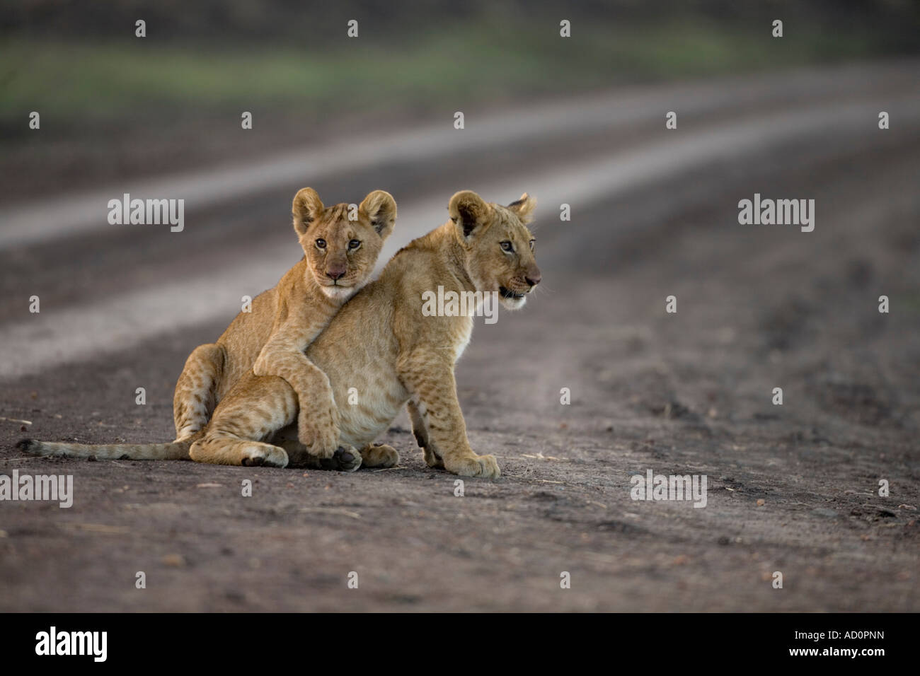 Africa Kenya Masai Mara Game Reserve Two Lion Cubs Panthera leo playing ...