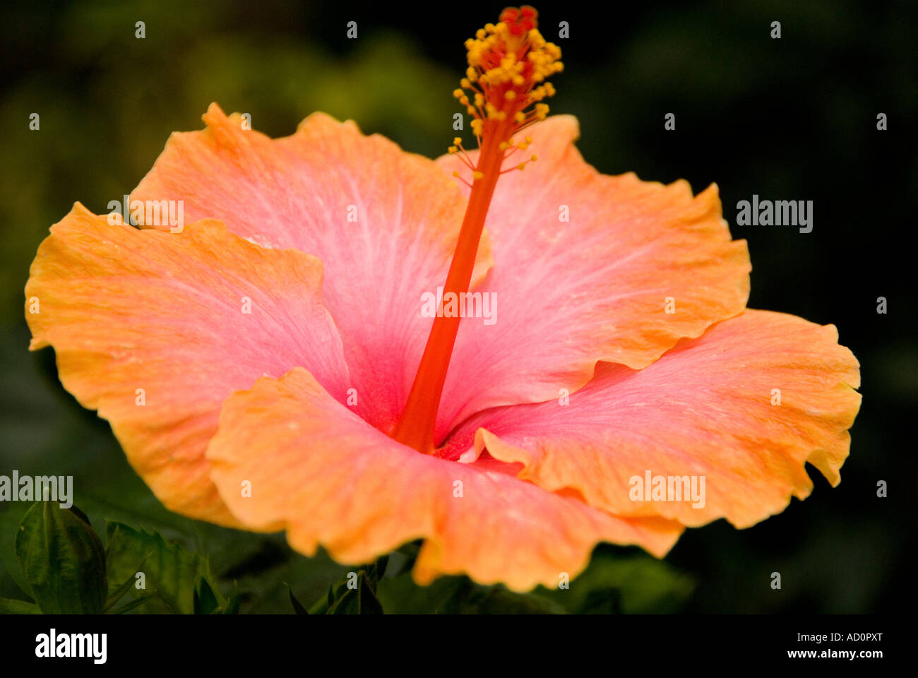 Peach and yellow hibiscus hi-res stock photography and images - Alamy