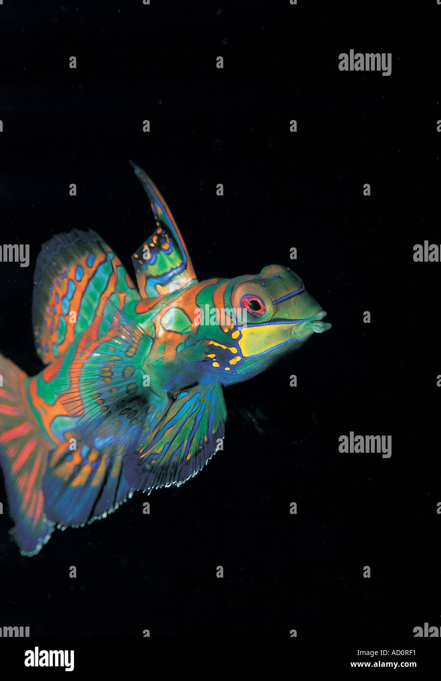 Mandarinfish Synchiropus splendidus Palau Stock Photo