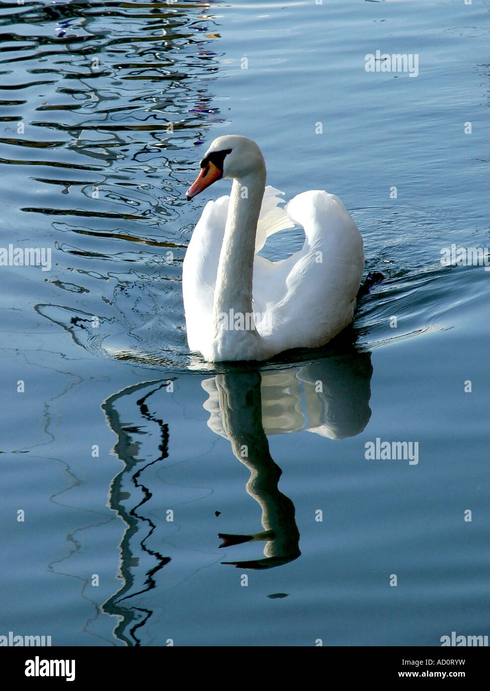 Mute swan (Cygnus olor) Male Stock Photo