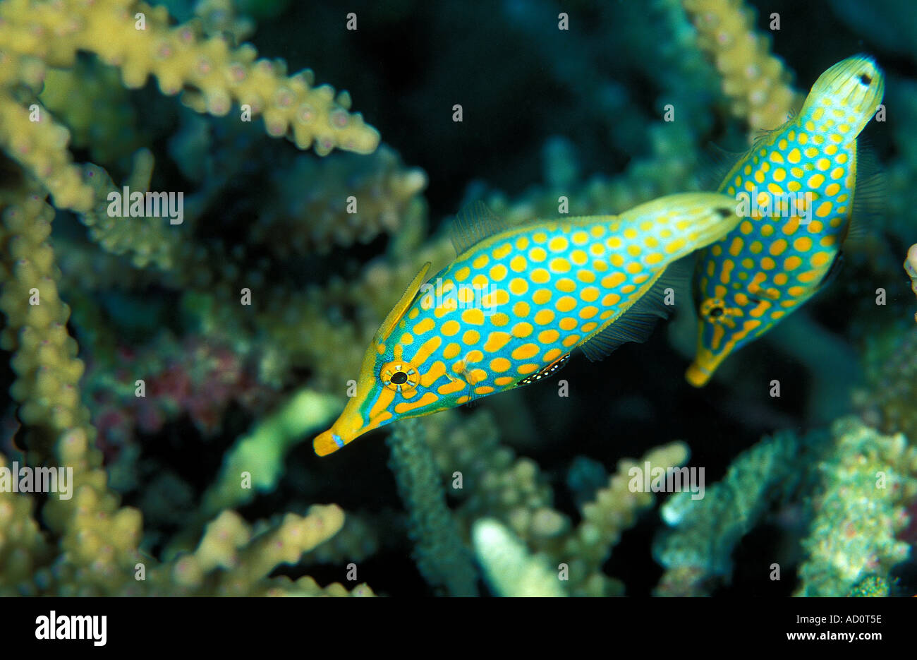 Longnose filefish Oxymonacanthus longirostris Sulawesi Indonesia Stock Photo