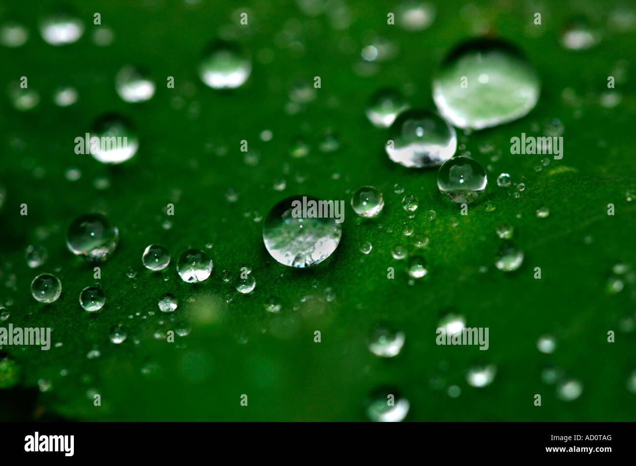 Green Leaves Covered With Jewel Like Raindrops Stock Photo