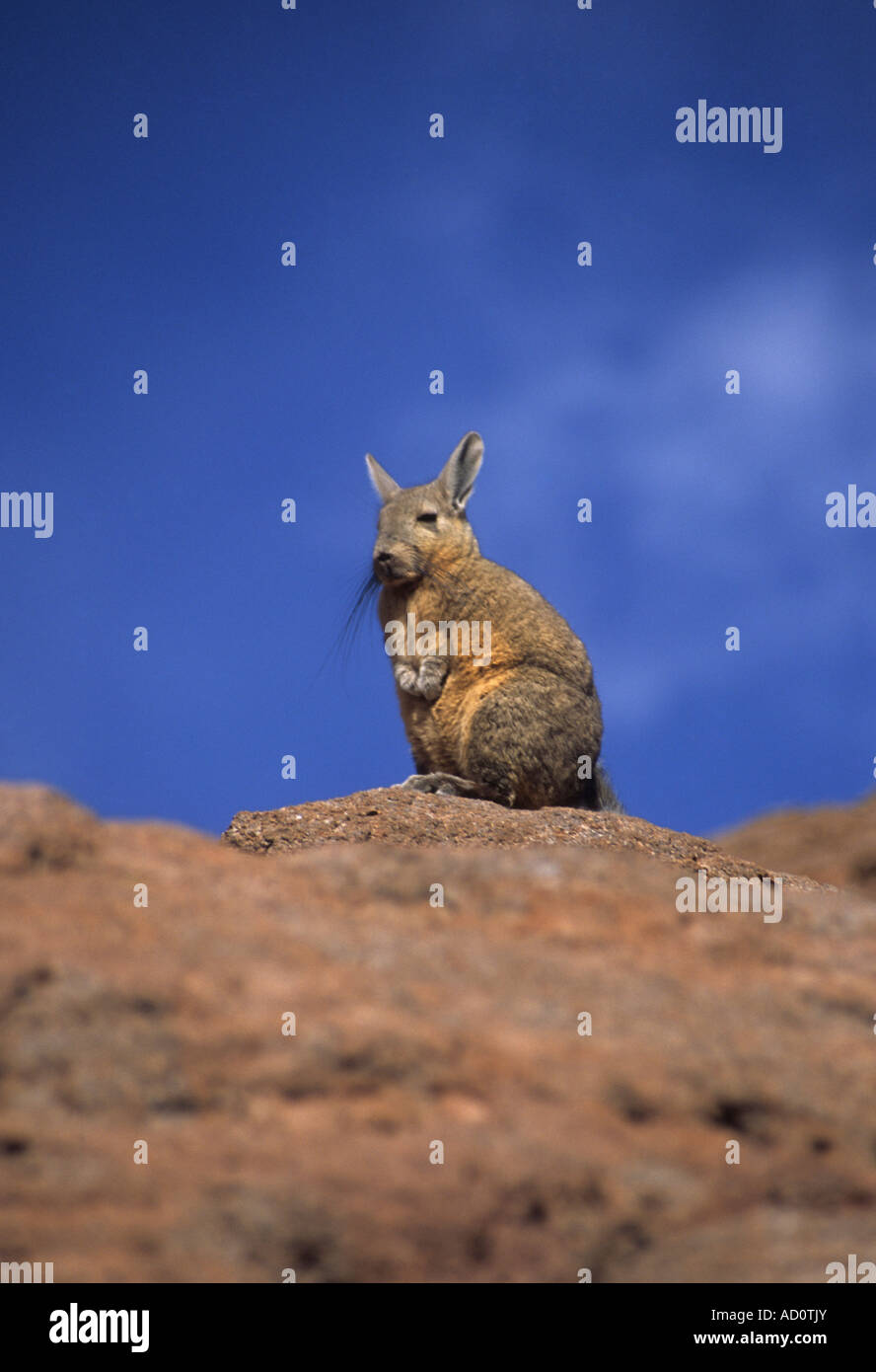 Viscacha (Lagidium peruvianum inca) sitting on rock, Eduardo Avaroa Nature Reserve, Bolivia Stock Photo