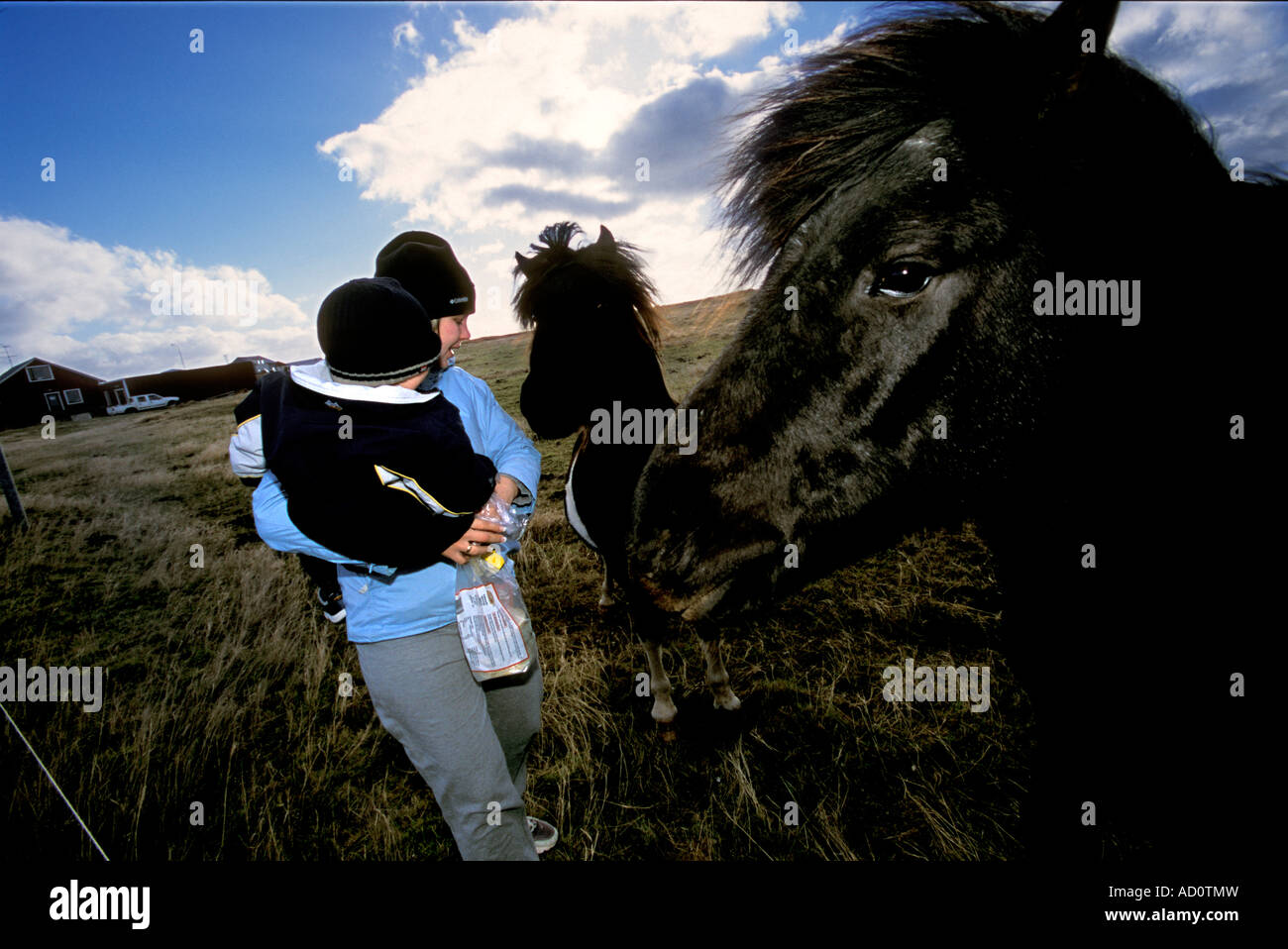 Icelandic girl feeding horses Stock Photo