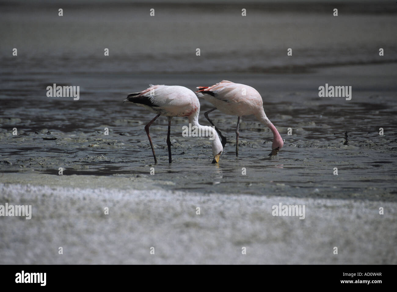 Reserva natural de fauna andina hi-res stock photography and images - Alamy