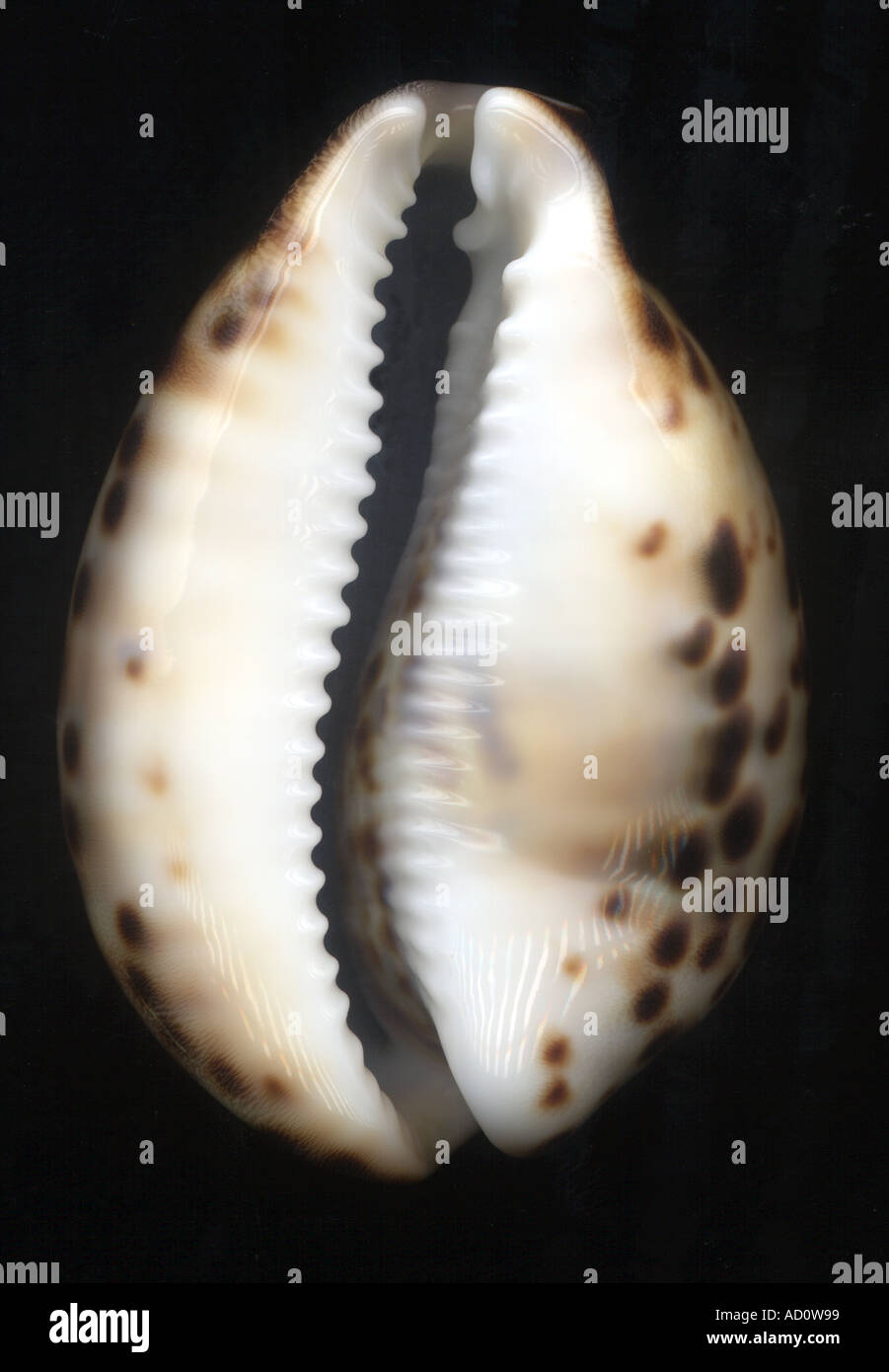 Seashell Tiger cowrie Cypraea tigris ventral view showing teeth Stock Photo