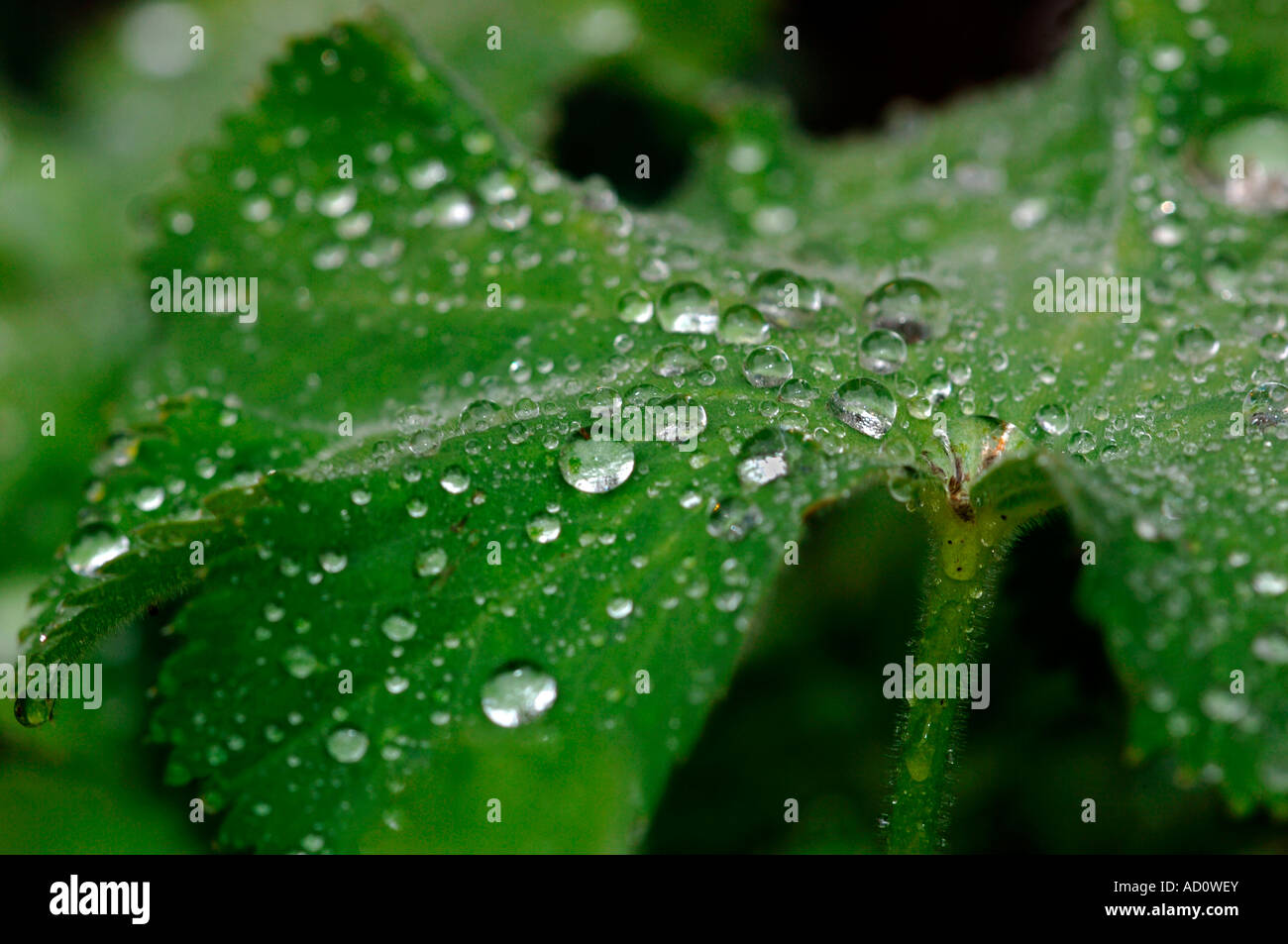 Green Leaves Covered With Jewel Like Raindrops Stock Photo