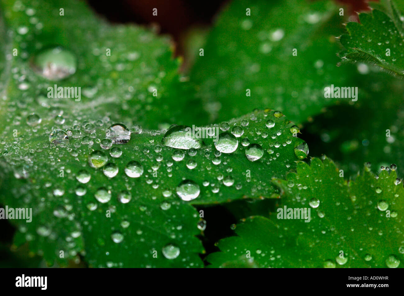 Green Leaves Covered With Jewel Like Raindrops Stock Photo