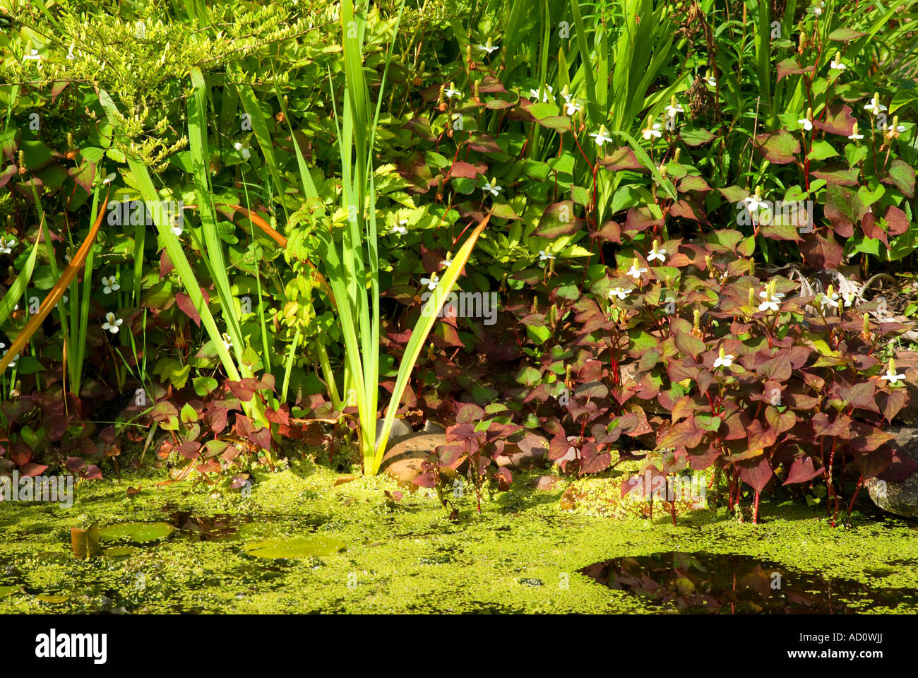 wildlife pond Stock Photo