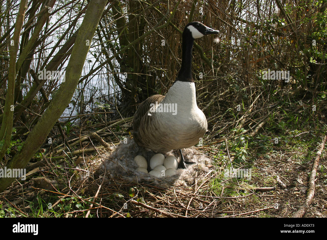canada goose natural history canada goose natural history