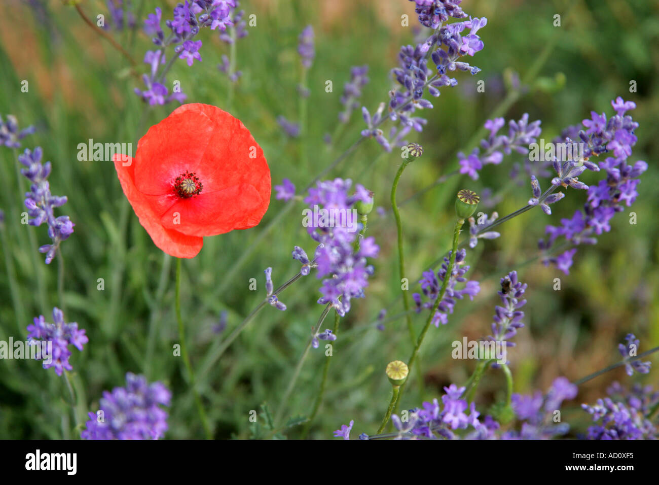 Poppy field provence south france hi-res stock photography and images ...
