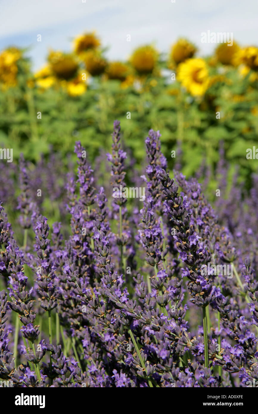 lavender and sunflowers Stock Photo Alamy
