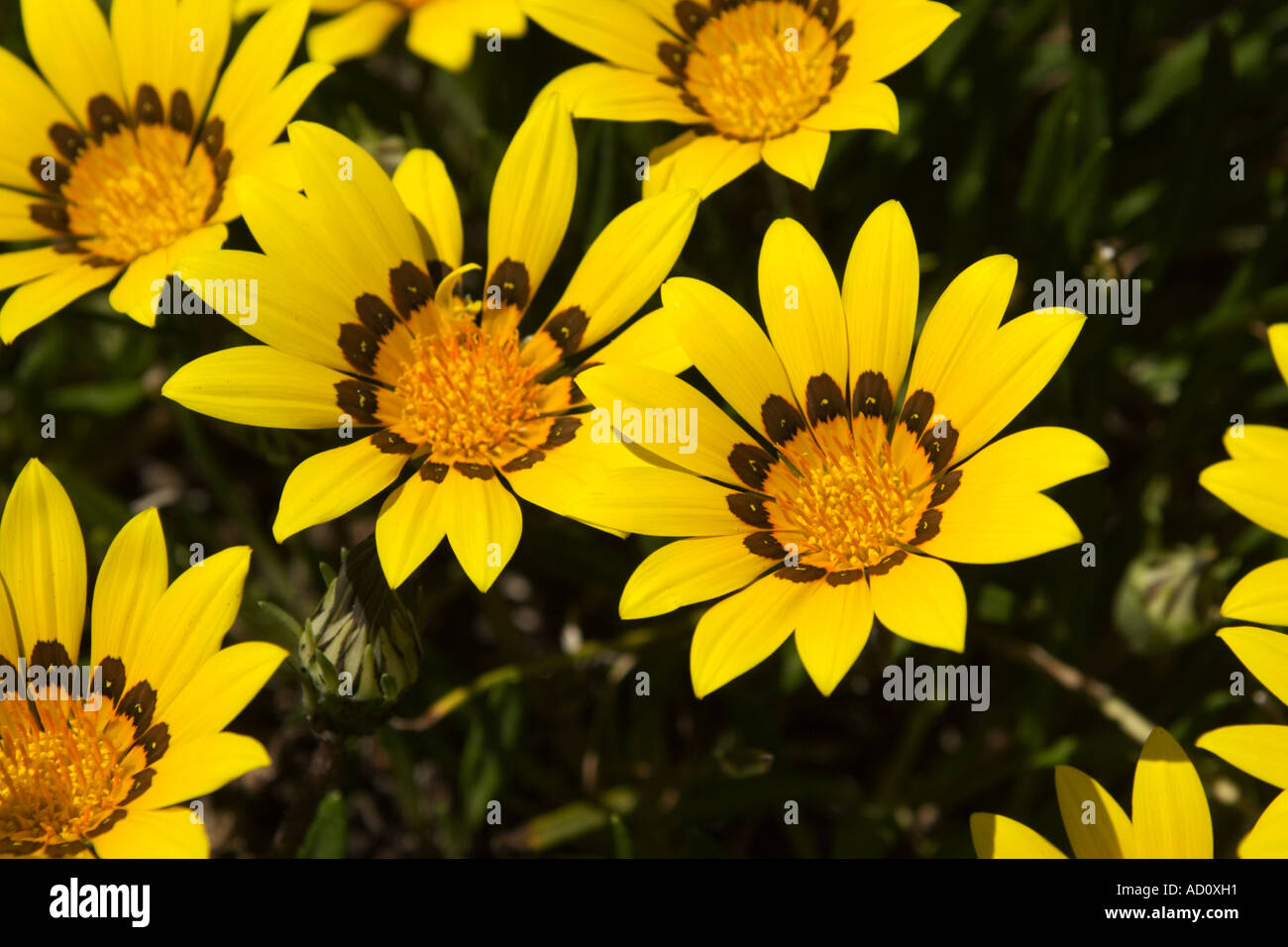 Flower lily yellow dark patch pansy Stock Photo