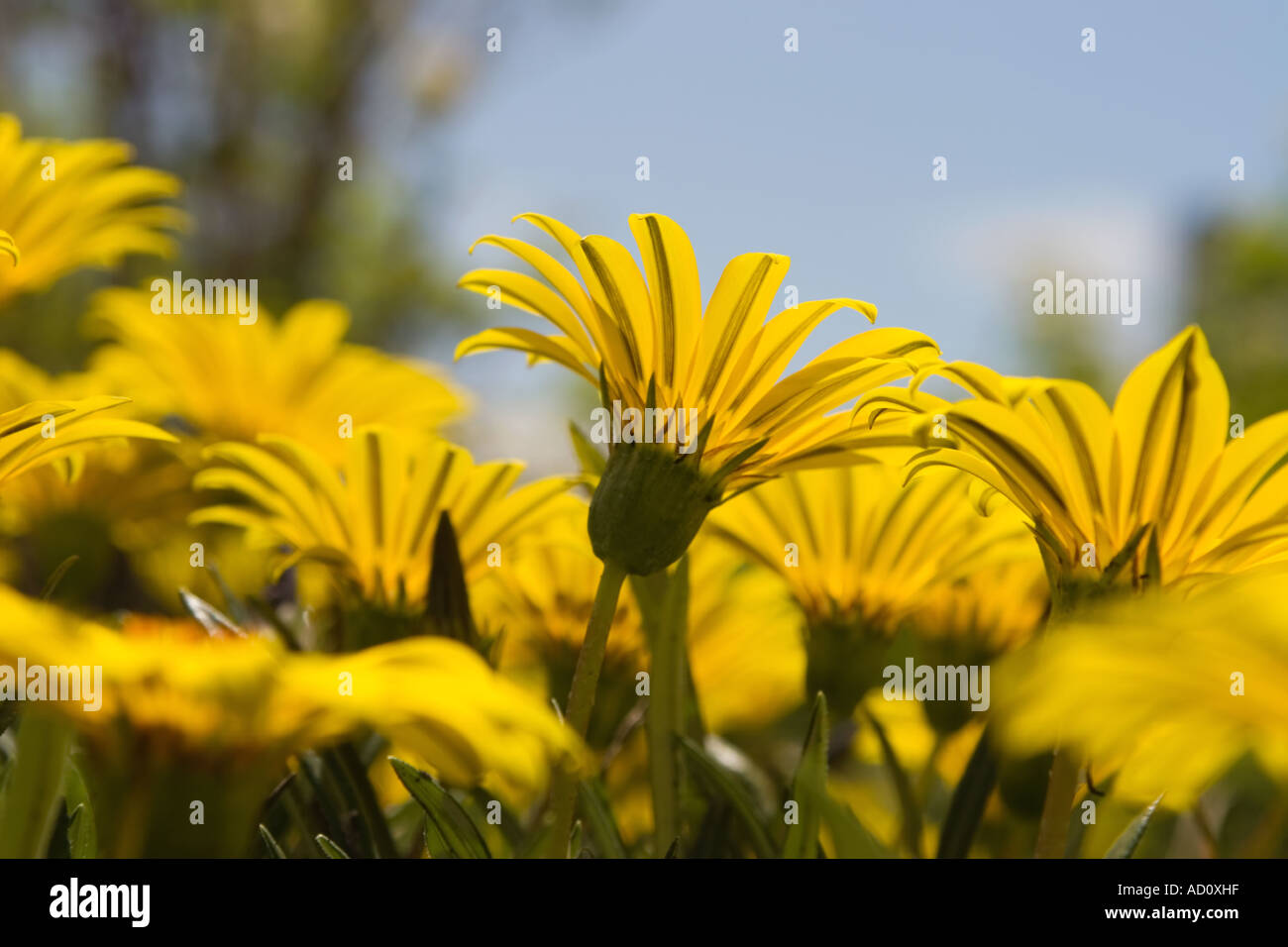Ground level view yellow hi-res stock photography and images - Alamy