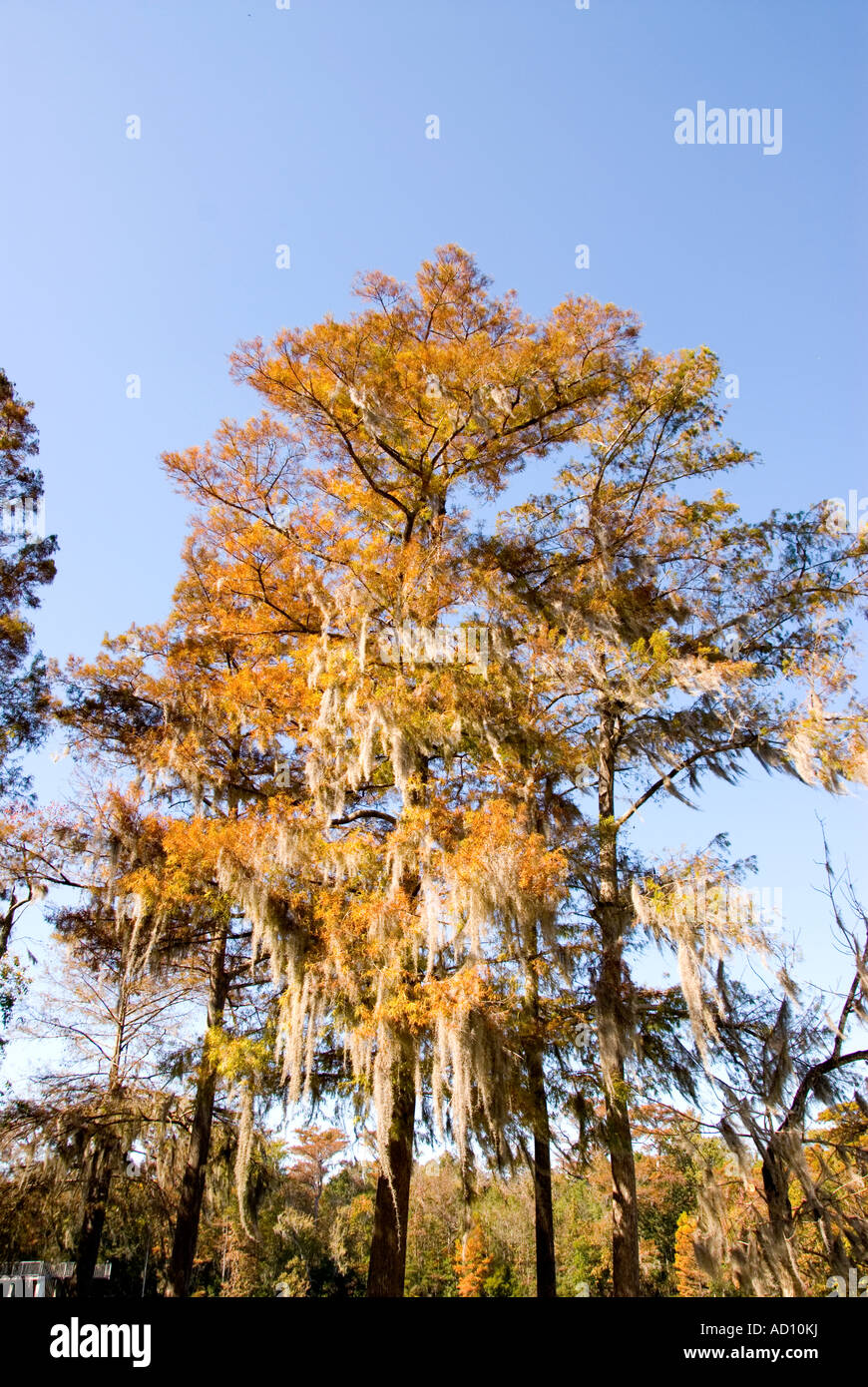 Spanish moss hanging from bald cypress tree orange autumn leaves fall colors american south southern usa iconic image Stock Photo