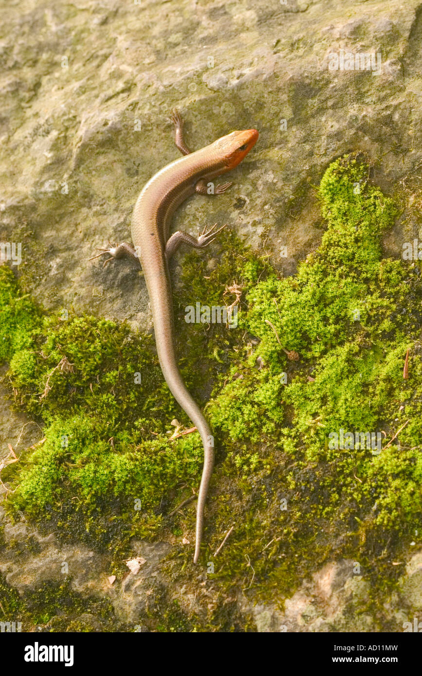 Five lined Skink Eumeces fasciatus Barry County Missouri USA 10 May Adult Male Scincidae Stock Photo