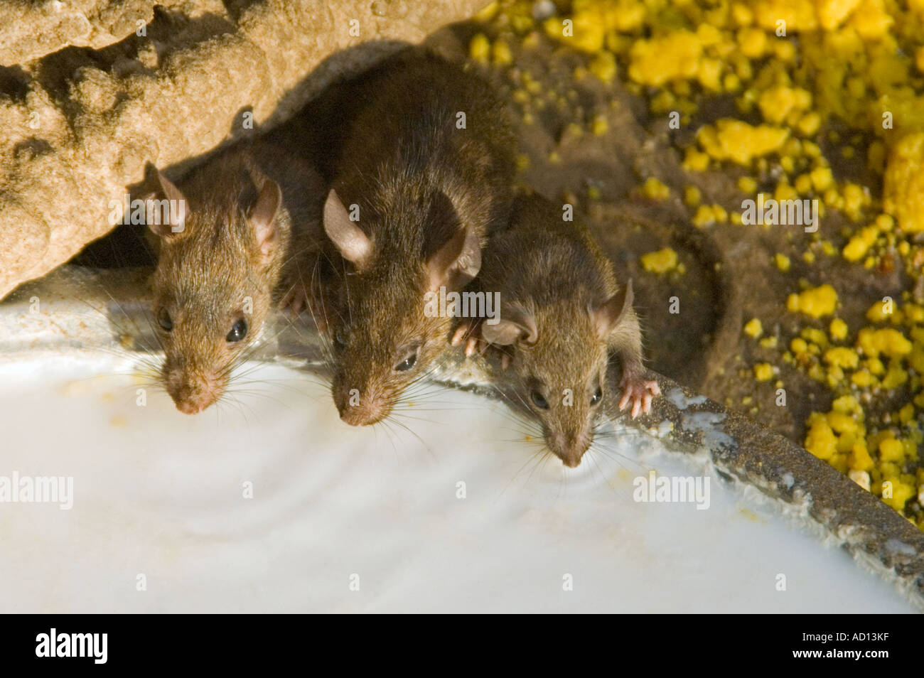 Horizontal close up of 3 rats drinking milk from a bowl at the Karni Mata Temple Rat Temple Stock Photo