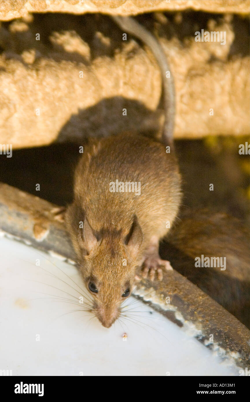 Vertical close up of a rat drinking milk from a bowl at the Karni Mata Temple Rat Temple Stock Photo