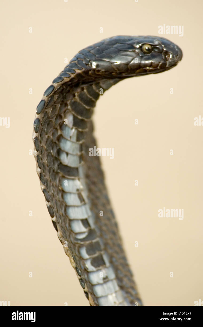 Standing snake hi-res stock photography and images - Alamy