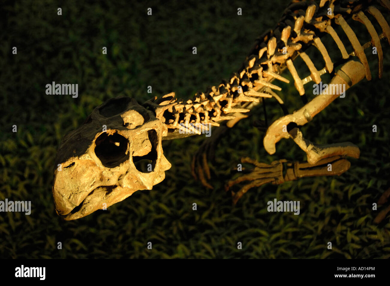 Dinosaur skeleton in a museum of Beijing, China. 2007 Stock Photo