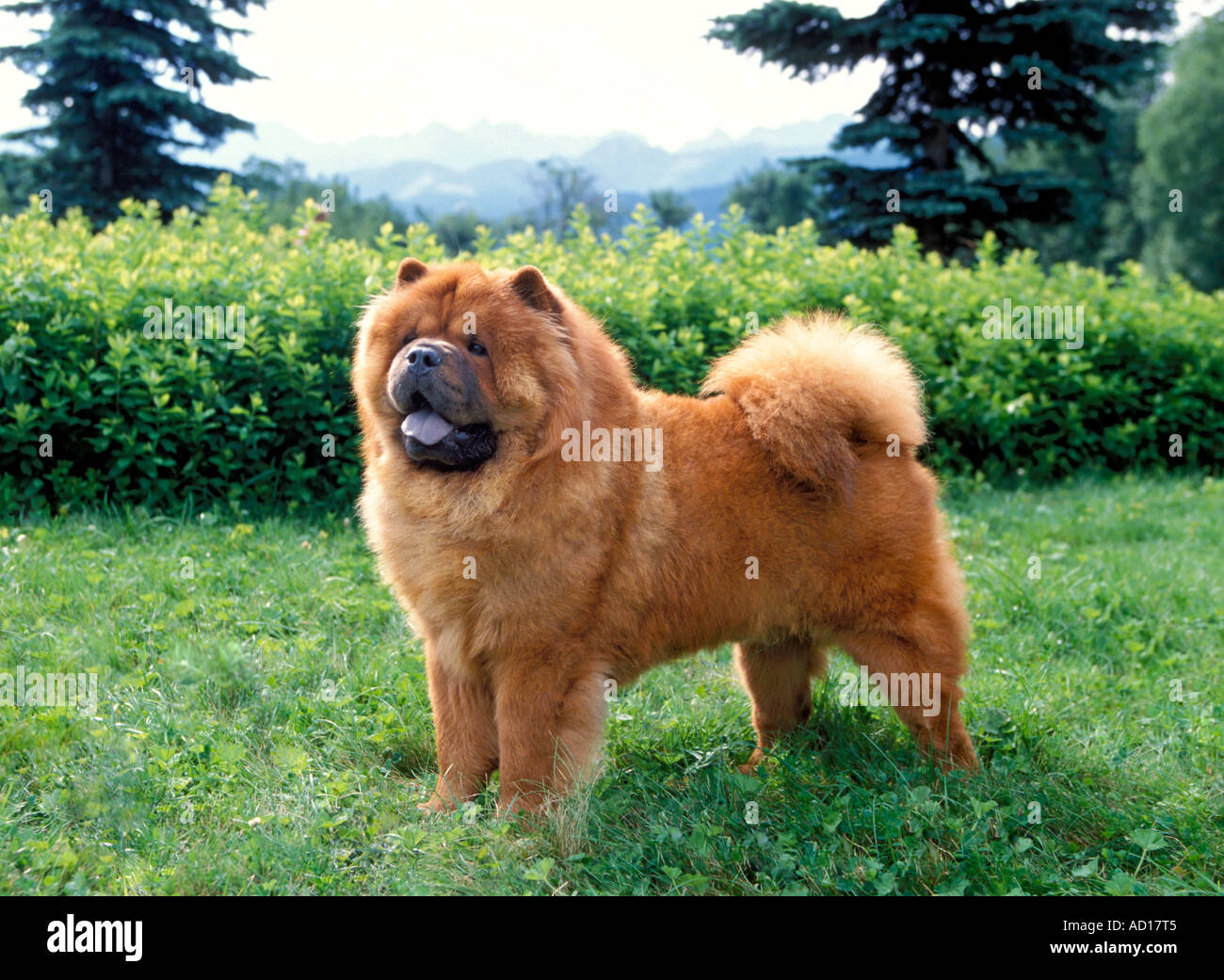 Chow Chow dog mountain Stock Photo Alamy