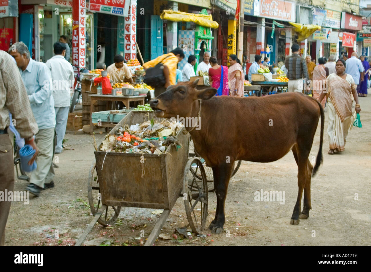 Horizontal wide angle of a typical streetscene in India with a sacred cow eating rubbish from a hand cart. Stock Photo