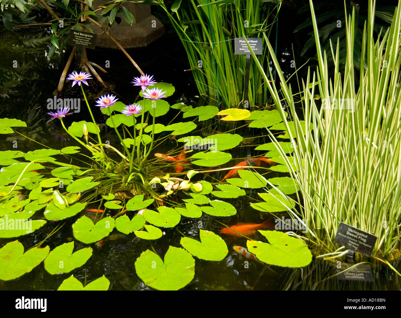 Aquatic Plants & Koi Fish Stock Photo Alamy