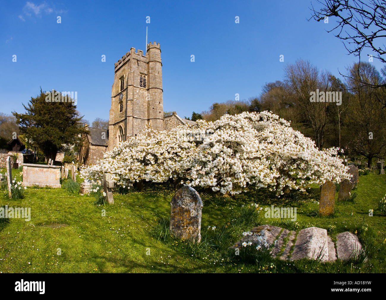 Village parish church and graveyard Regis Devon in spring with