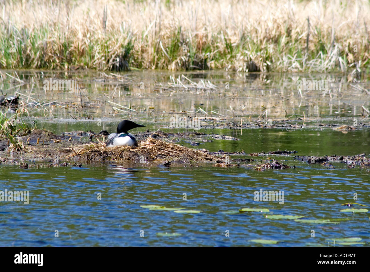 Loon (Gavia Immer.) sitting on nest. Gull Lake Nisswa Minnesota USA Stock Photo