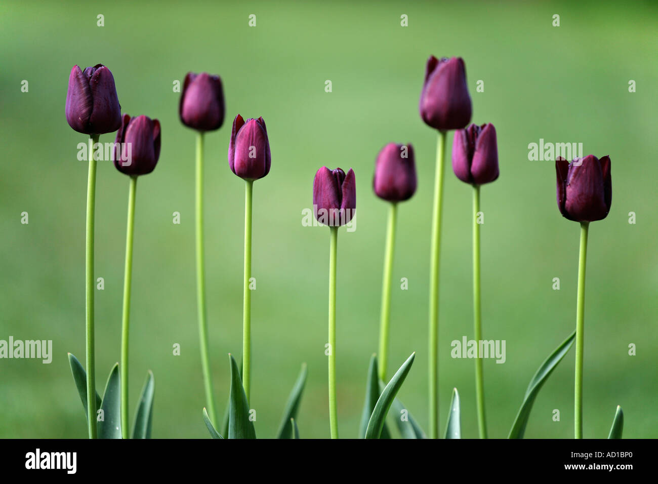 Tulip flowers Stock Photo