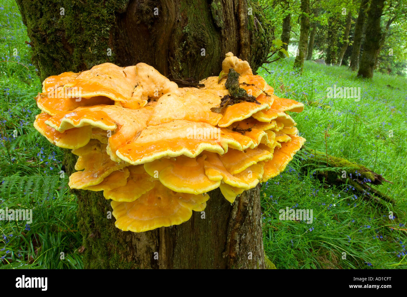 Chicken in the woods fungus June Stock Photo