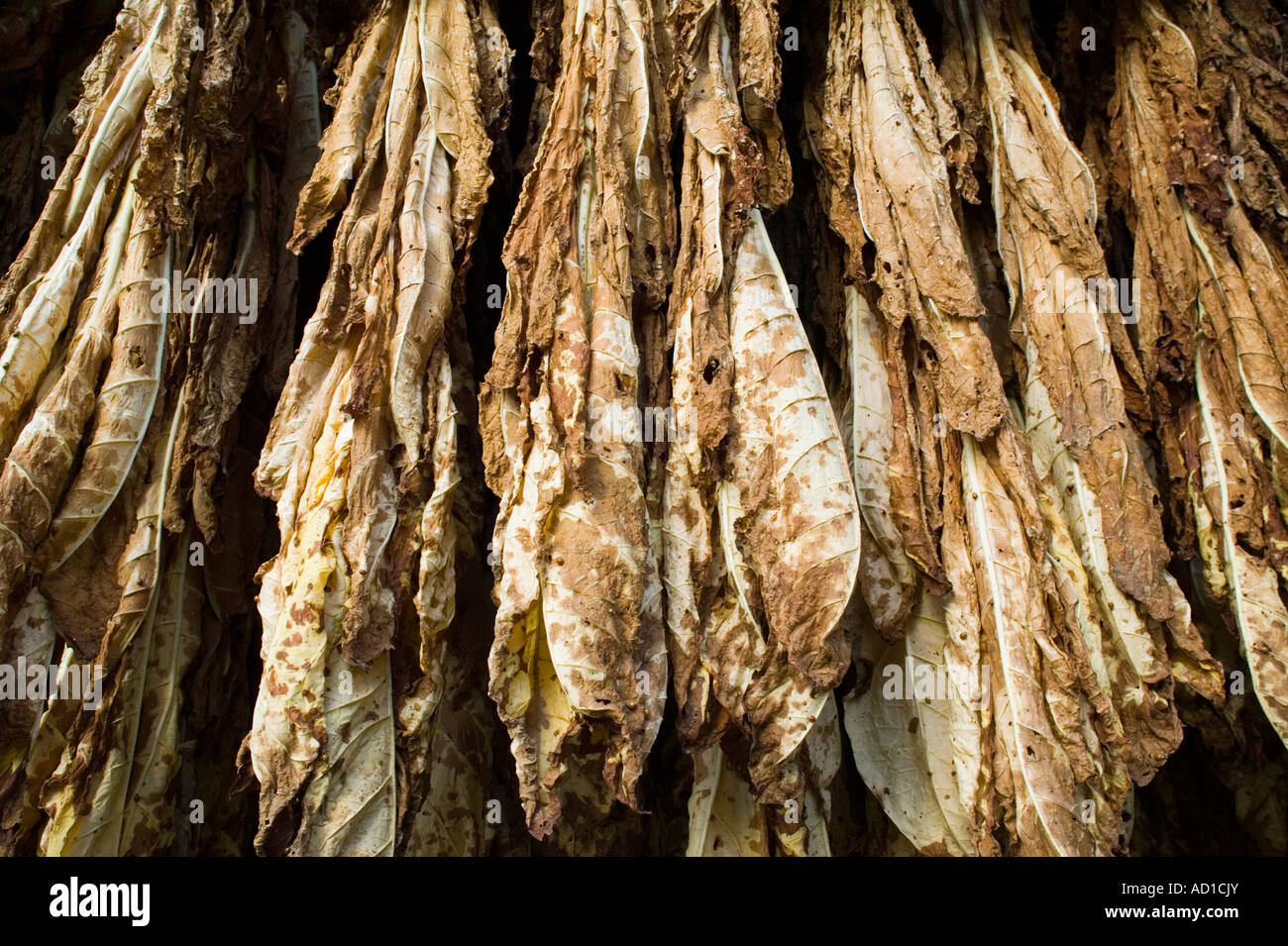 Tobacco Drying Shed along Bert Coombs Mountain Parkway, Pine Ridge