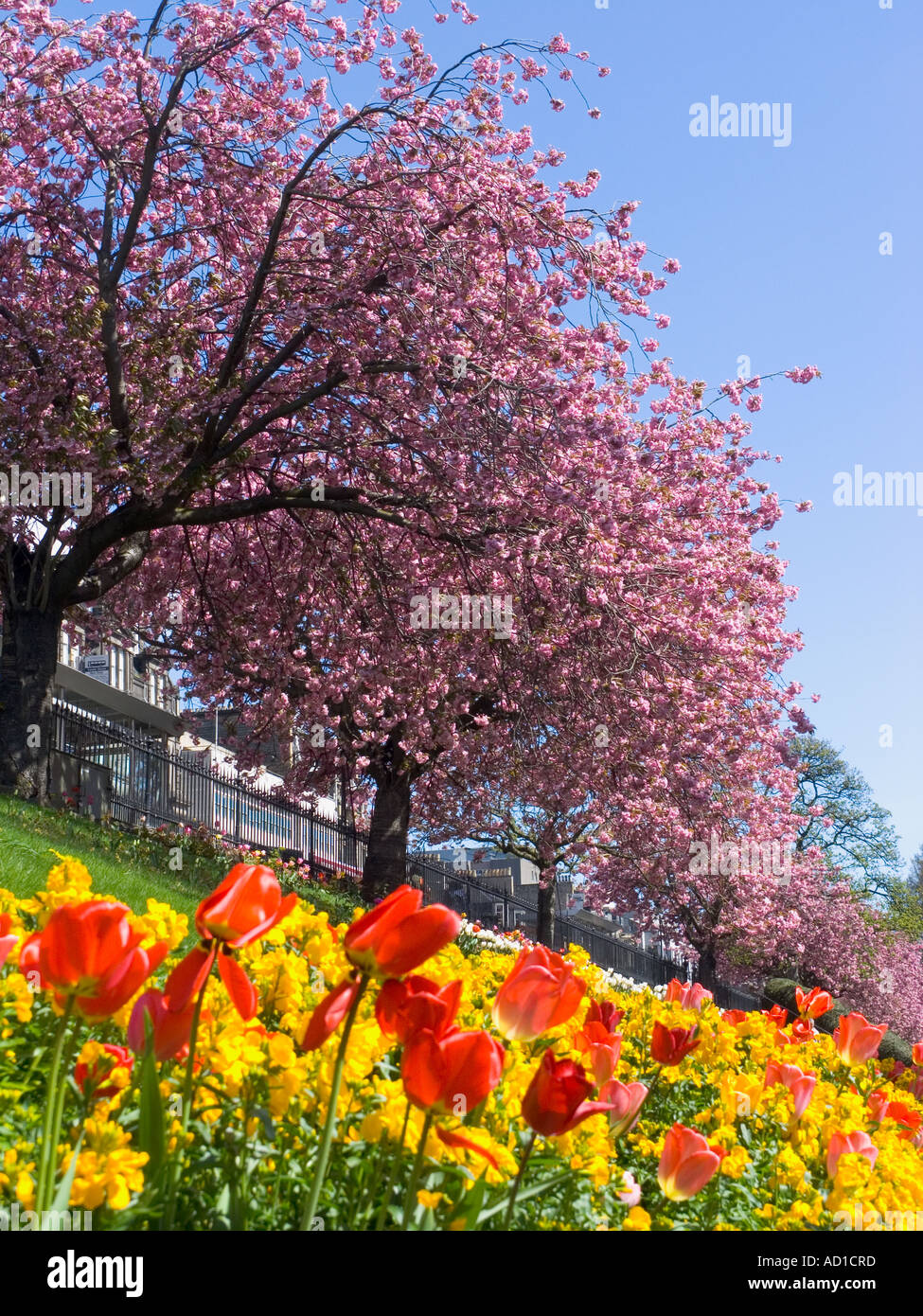 Cherry tree in Springtime at Edinburgh Princess St..gardens Scotland Stock Photo Alamy