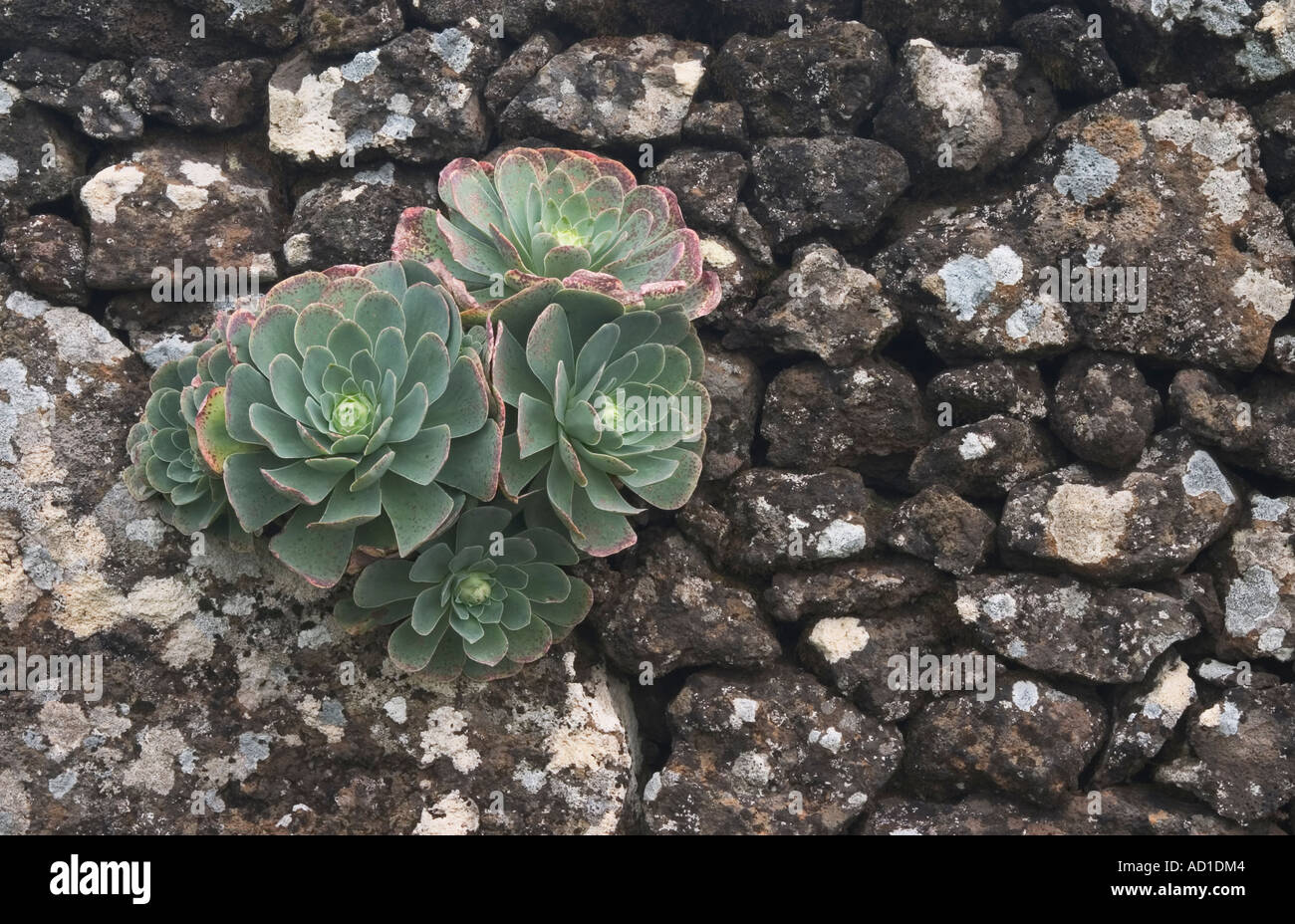 Succulent plant growing on dry stone wall on El Hierro in the canary ...