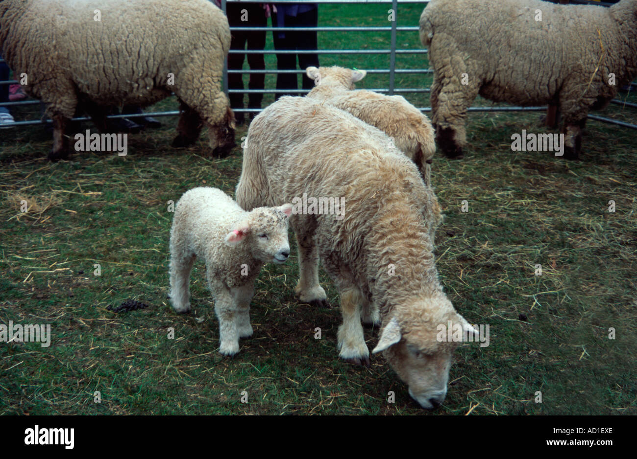 Ewe and lamb in enclosure, Kew Gardens, Surrey, UK Stock Photo Alamy