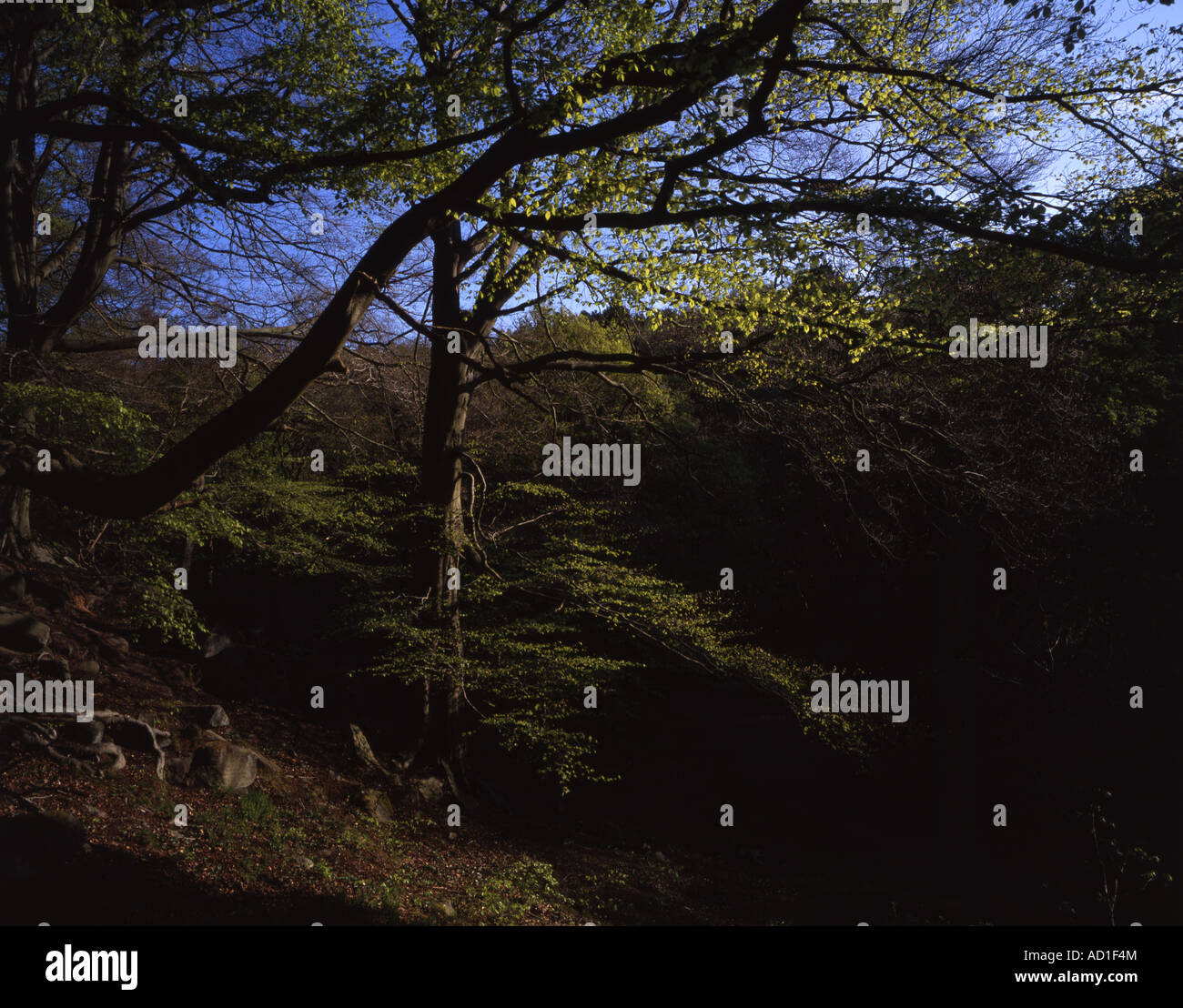 Beech Trees coming into leaf in spring Padley Wood Padley Gorge ...