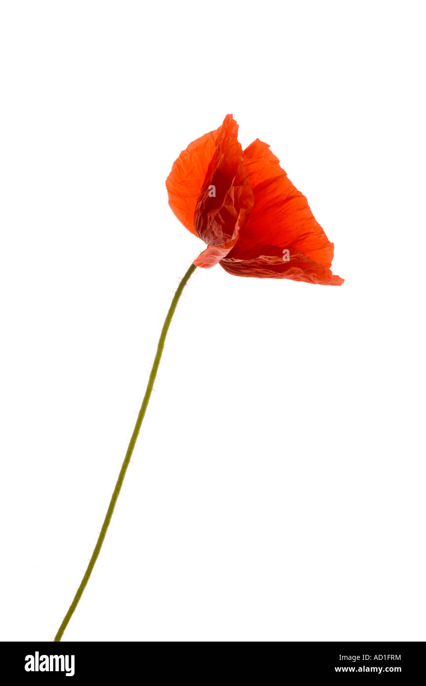 Tall red poppy Cut Out Stock Images & Pictures - Alamy