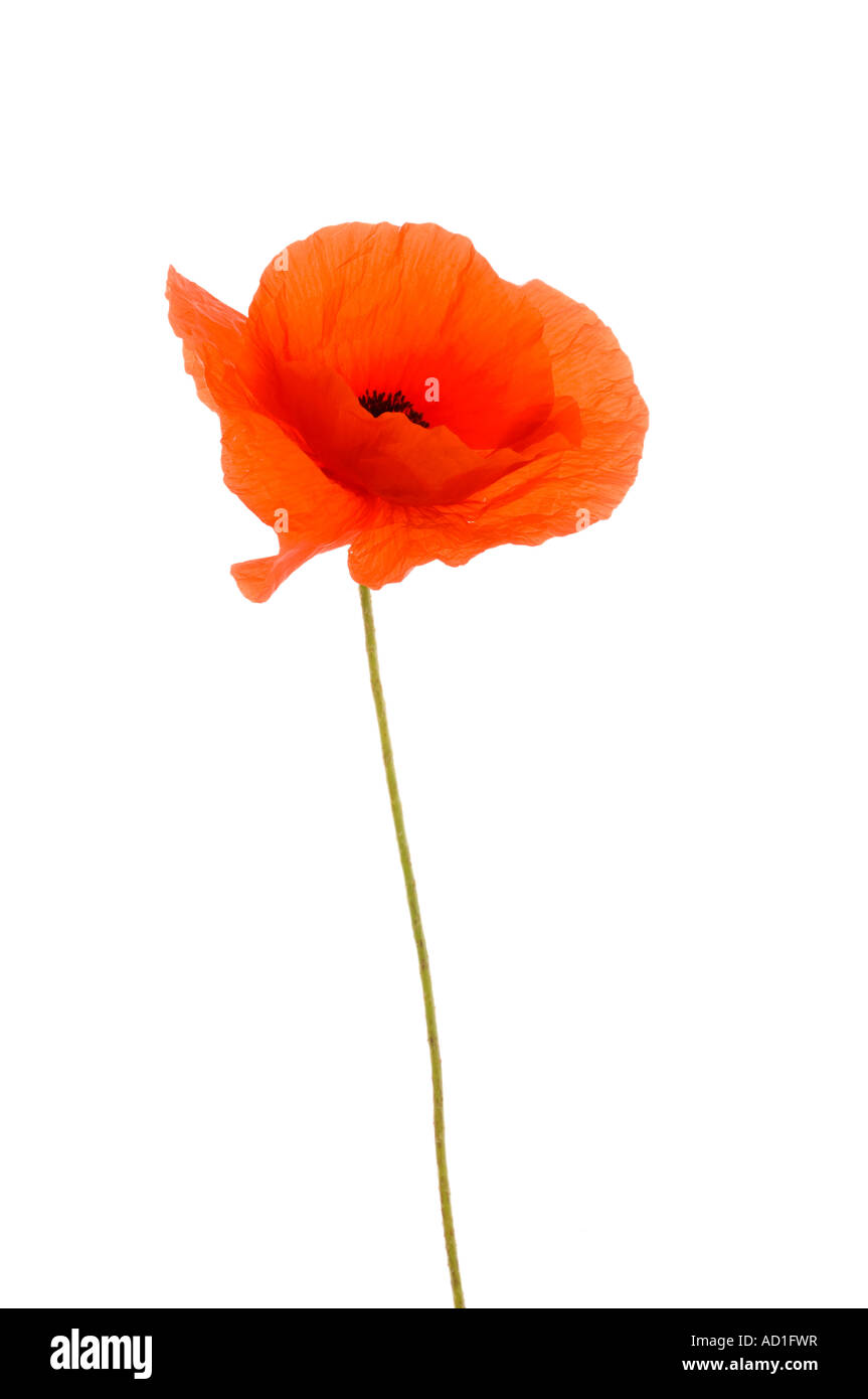 Cultivated poppy Cut Out Stock Images & Pictures - Alamy