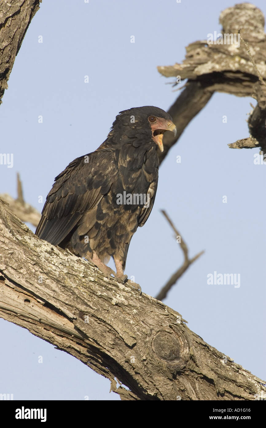 Bateleur Eagle Tanzania Africa Calling Theratopius Ecaudatus