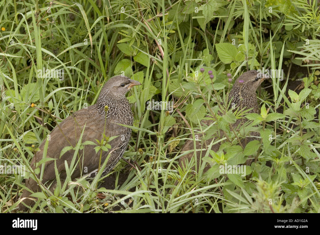 HILDEBRANDT S Francolin FRANCOLINUS HILDEBRANDTI Ngorongoro Crater