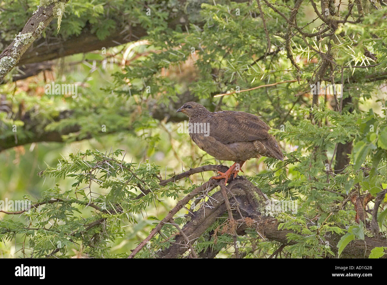 Hildebrandt s Francolin female Ngorongoro Crater FRANCOLINUS